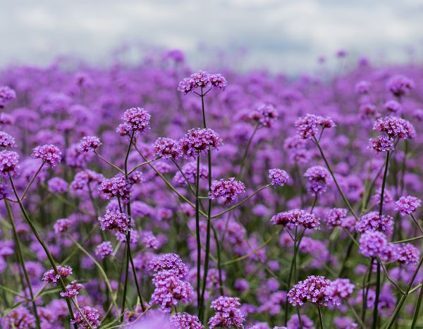 ¿Cómo cosechar y sembrar las semillas de Verbena de la Patagonia?