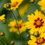 Sembrar las coreopsis: el método fácil para un verano lleno de flores