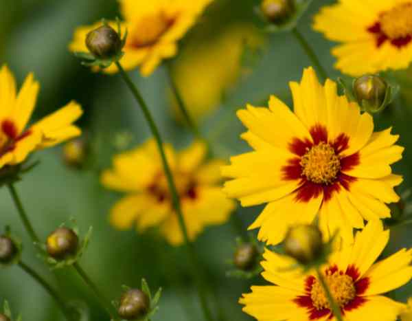 Sembrar las coreopsis: el método fácil para un verano lleno de flores