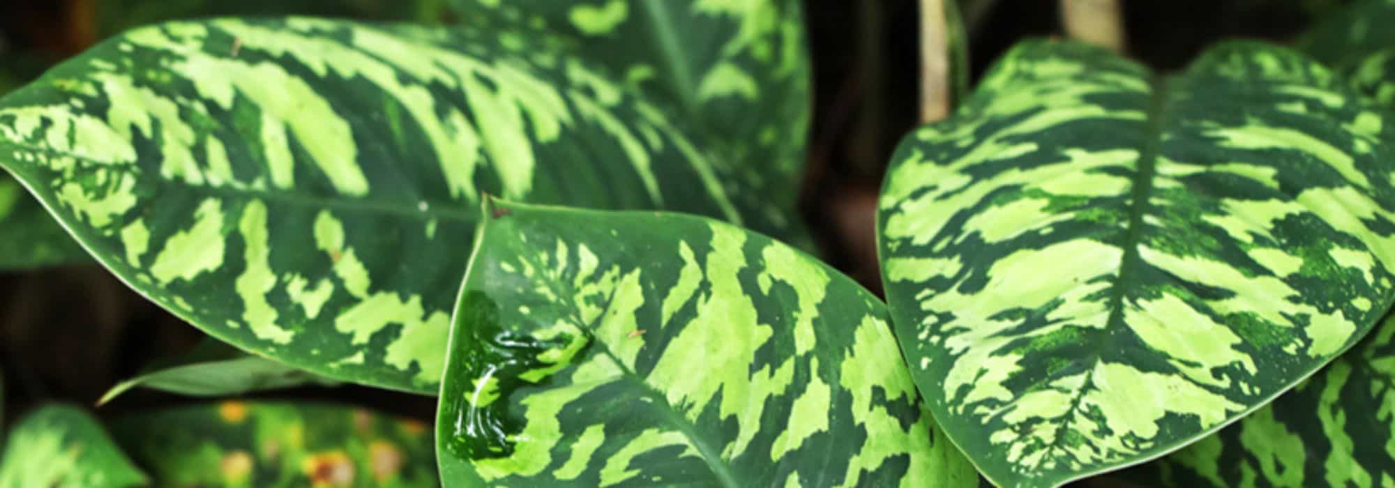 Las plantas de interior que no verás en el salón de tu vecino