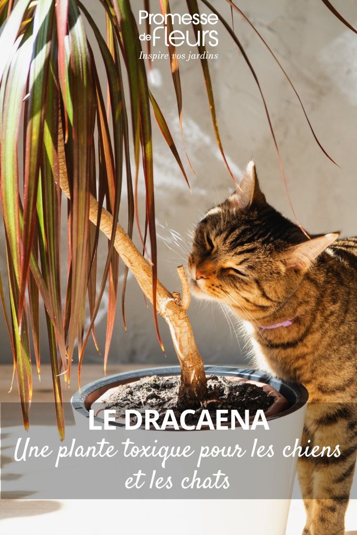 Un gato huele una dracaena.