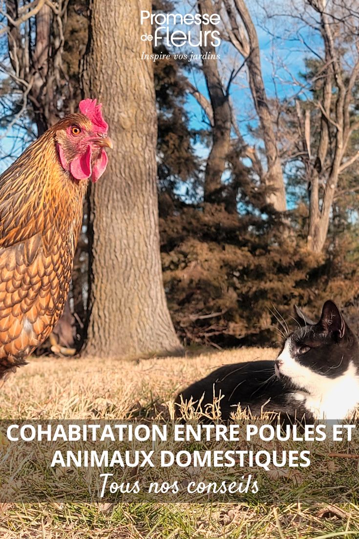 Una gallina y un gato conviven en un jardín