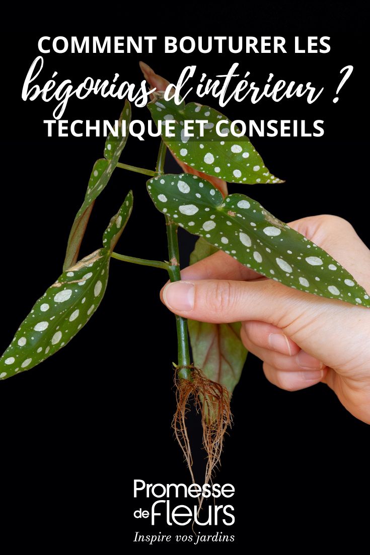 Esqueje de Begonia maculata