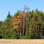 Cambio climático: estos árboles que pierden sus hojas en verano