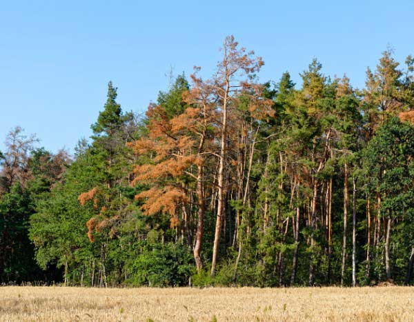 Cambio climático: estos árboles que pierden sus hojas en verano
