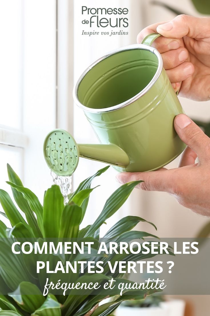 Riego de una planta verde