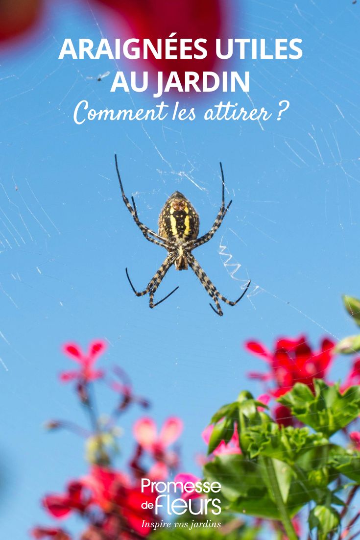 Una araña en el jardín
