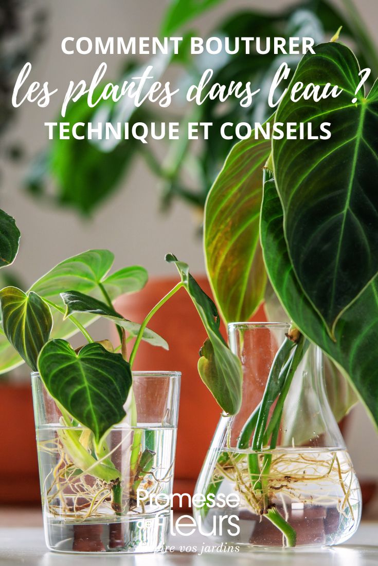 Esquejes de plantas en agua