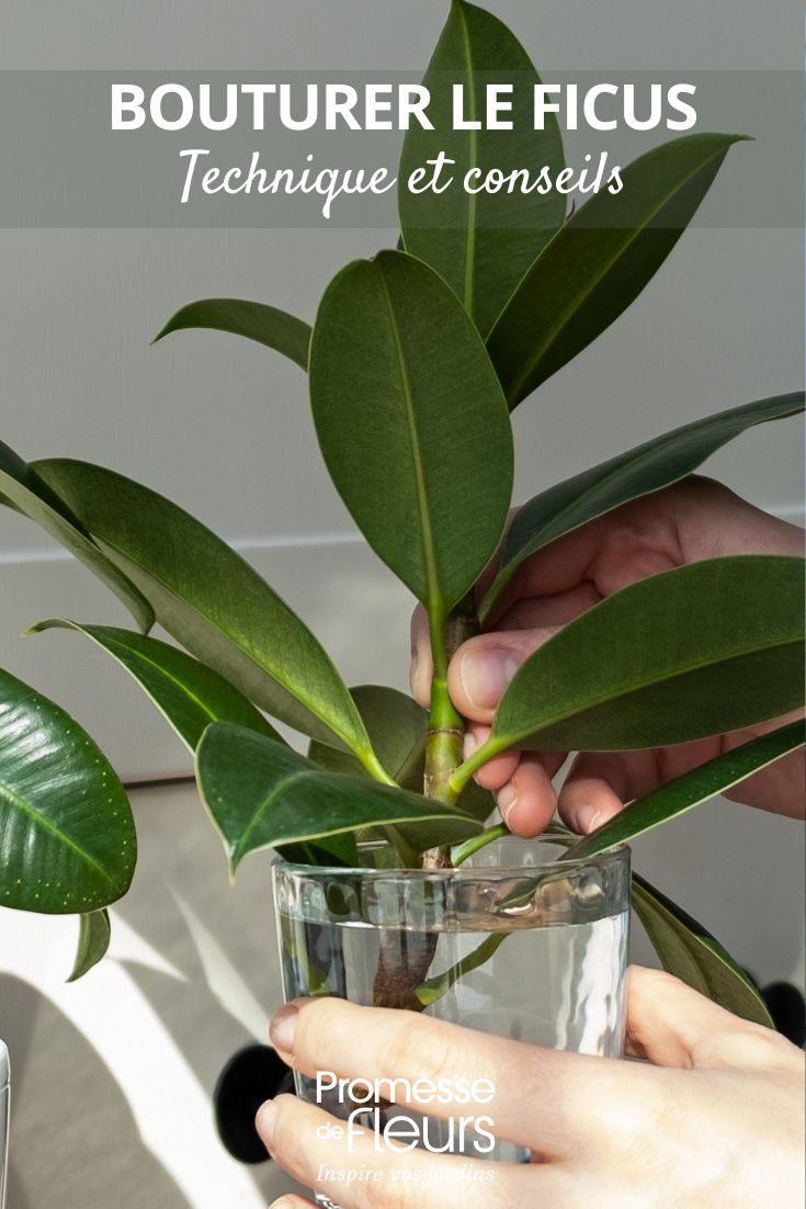 esqueje de ficus
