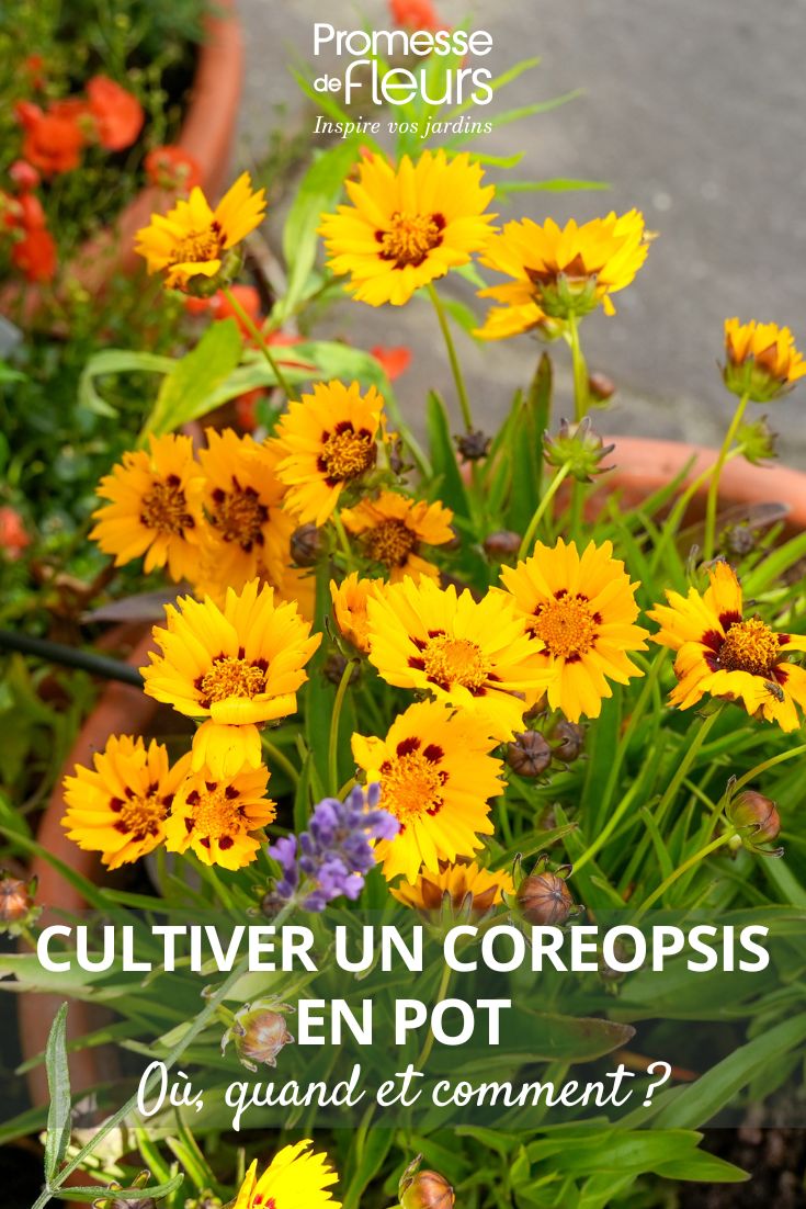 Coreopsis grandiflora