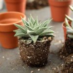 ¿Cómo trasplantar las plantas crasas sin dañarlas?