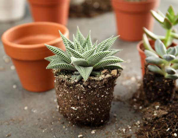 ¿Cómo trasplantar las plantas crasas sin dañarlas?