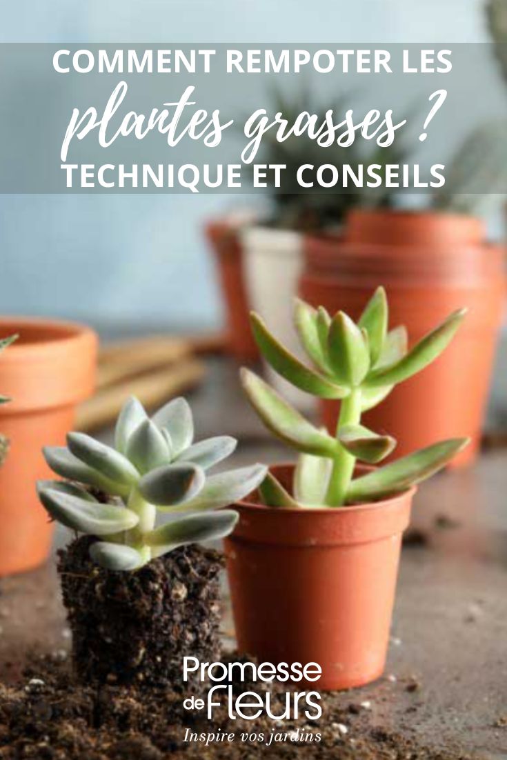 plantas suculentas en macetas