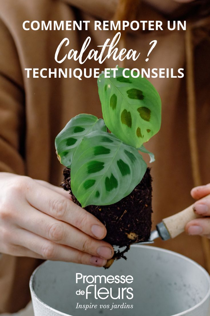 trasplante de una planta de interior