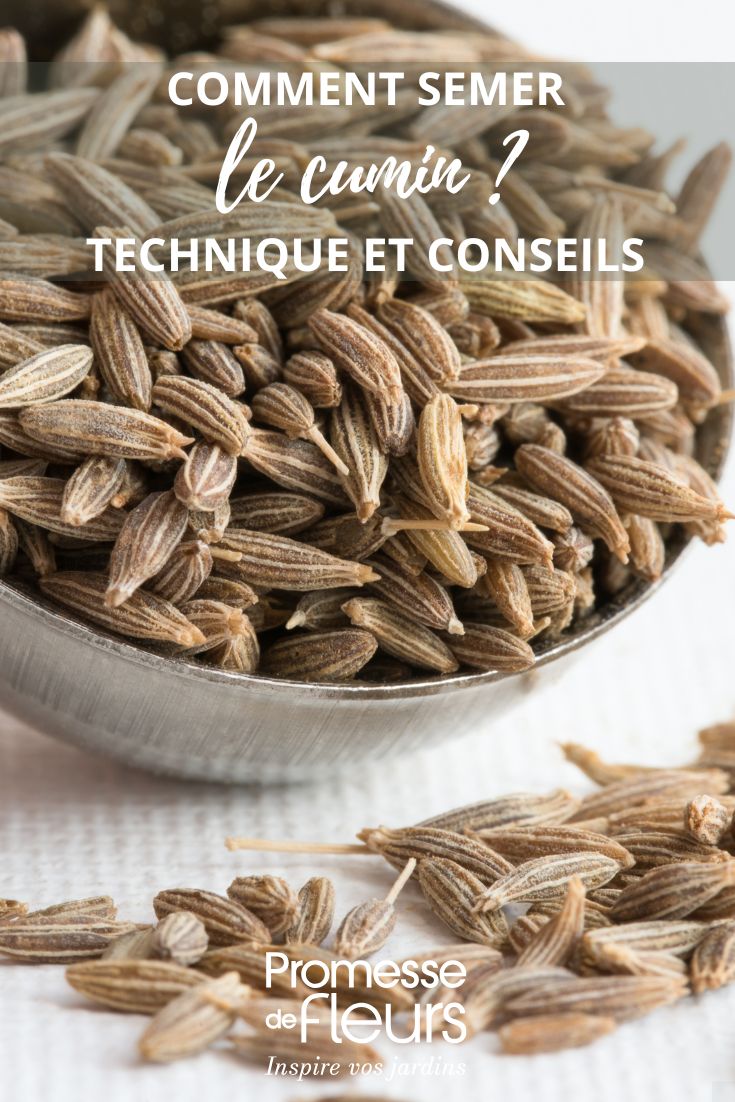 semillas de comino