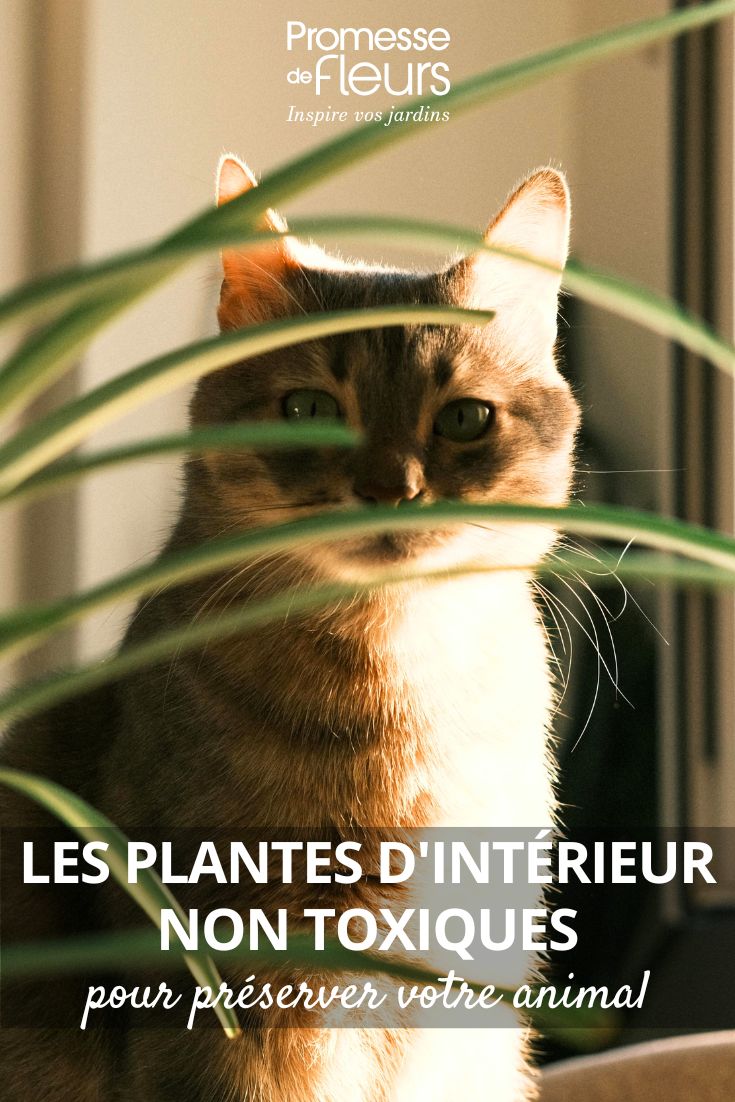 Un gato detrás de una planta araña