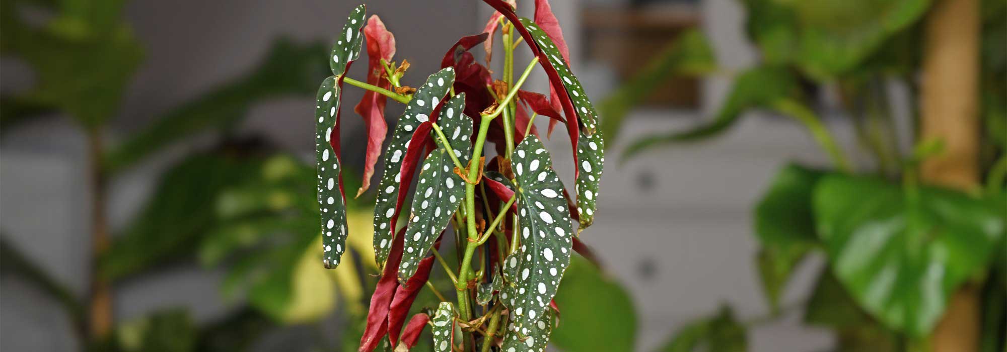 ¿Cómo cultivar y cuidar tus begonias de interior abigarradas o jaspeadas?
