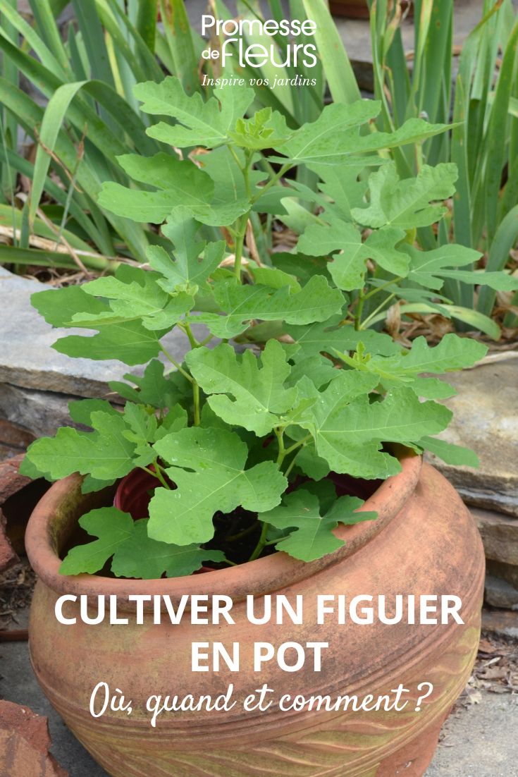 Higuera en macetas
