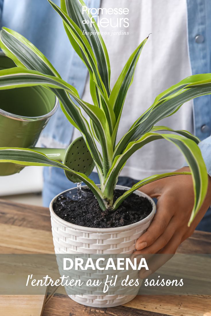 Cuidar dracaena