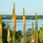 ¿Cómo plantar los bulbos de Eremurus o Cola de zorro?