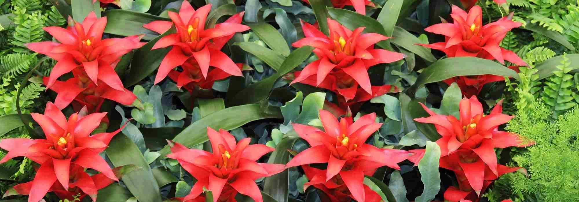 Guzmania: Enfermedades y parásitos que conviene vigilar para que la planta esté en plena forma