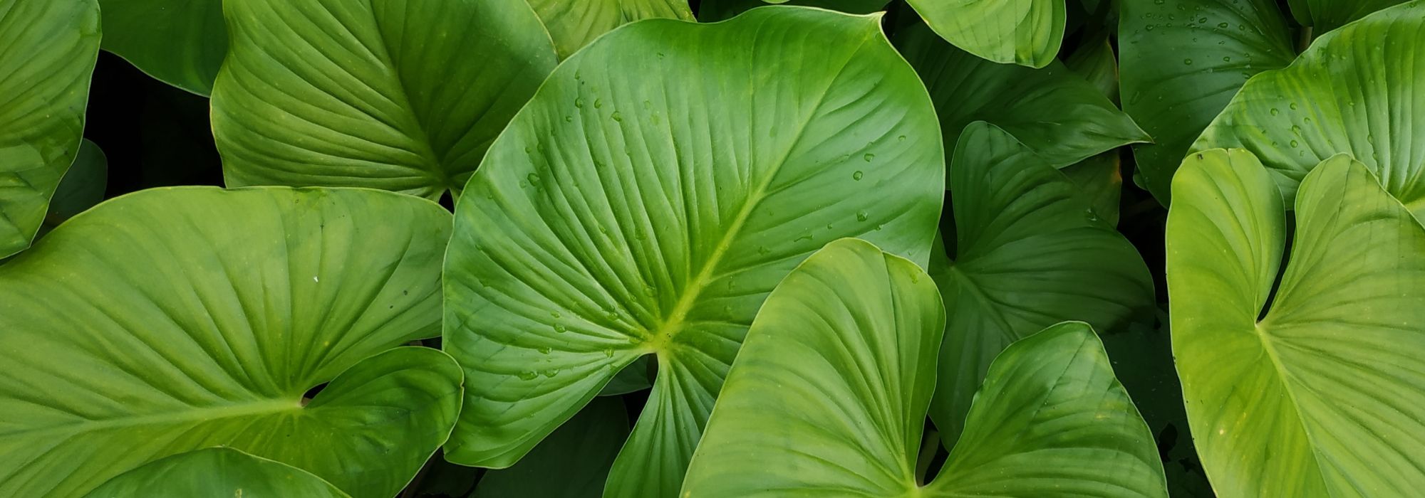 Homalomena: cultivar y cuidar