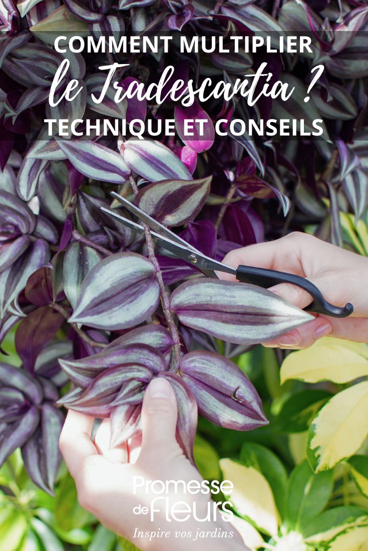 ¿Como hacer esquejes de Tradescantia?