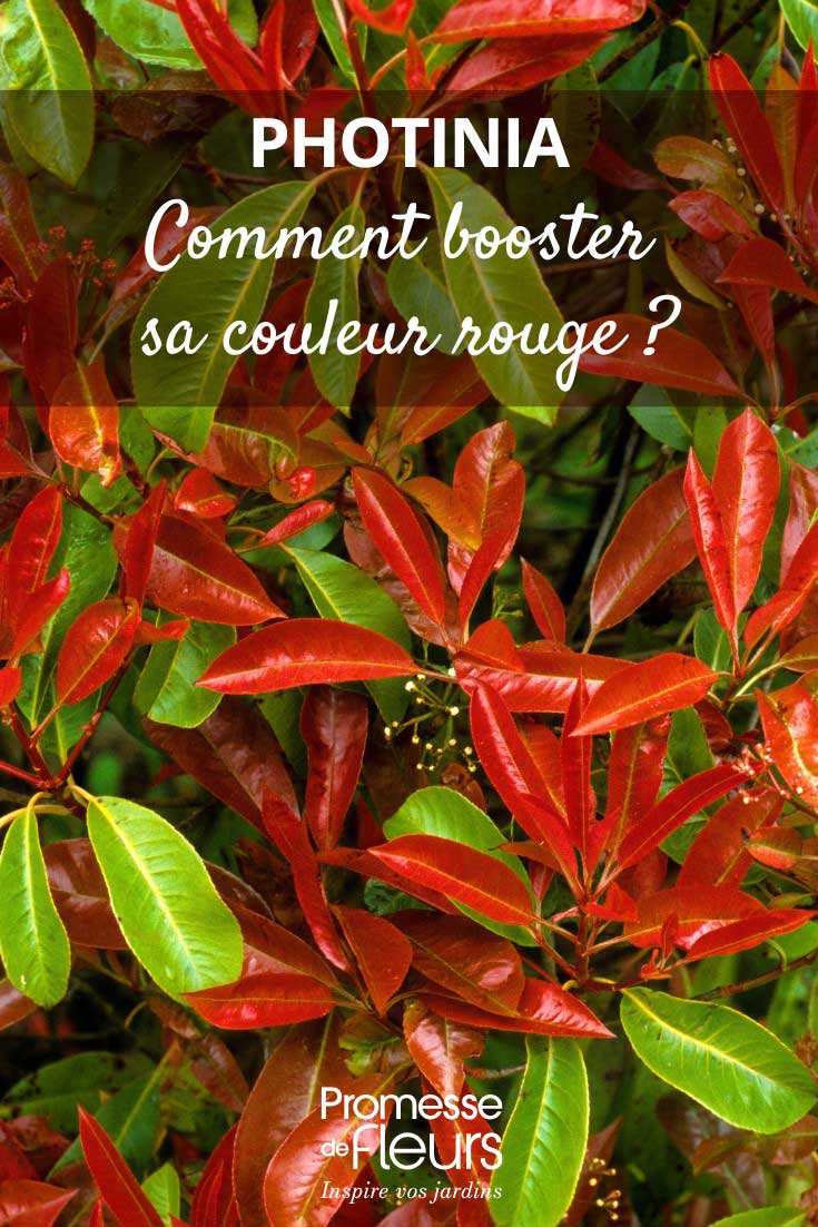 Consejos para realzar el color rojo de la Fotinia.