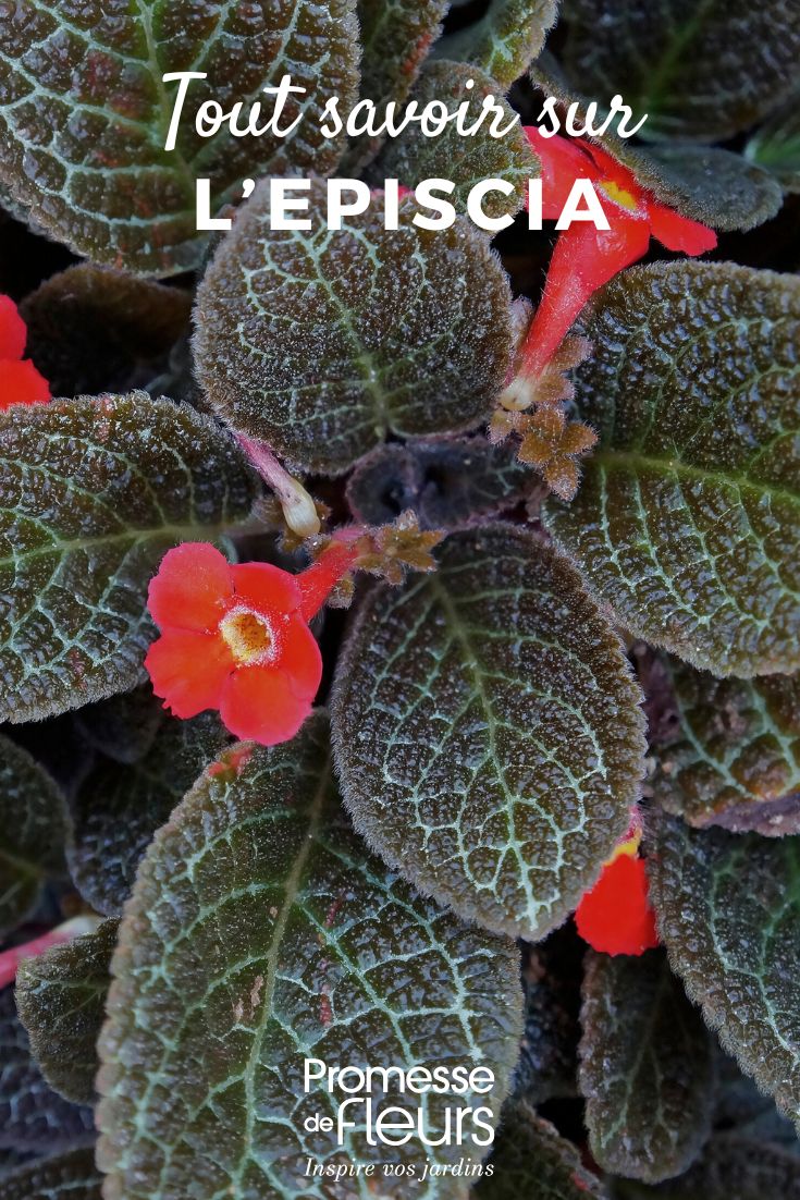 Follaje y flor de Episcia