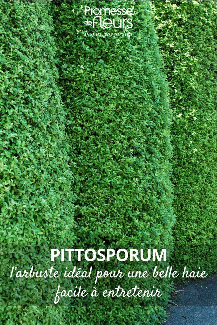 seto de Pittosporum