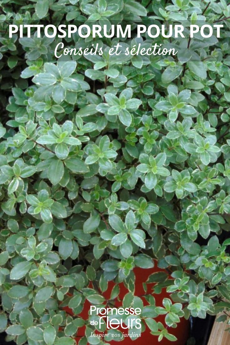 Pittosporum tenuifolium 'Silver Ball'