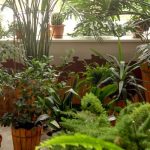 Plantas de interior: ¡adopta el estilo selva urbana en casa!