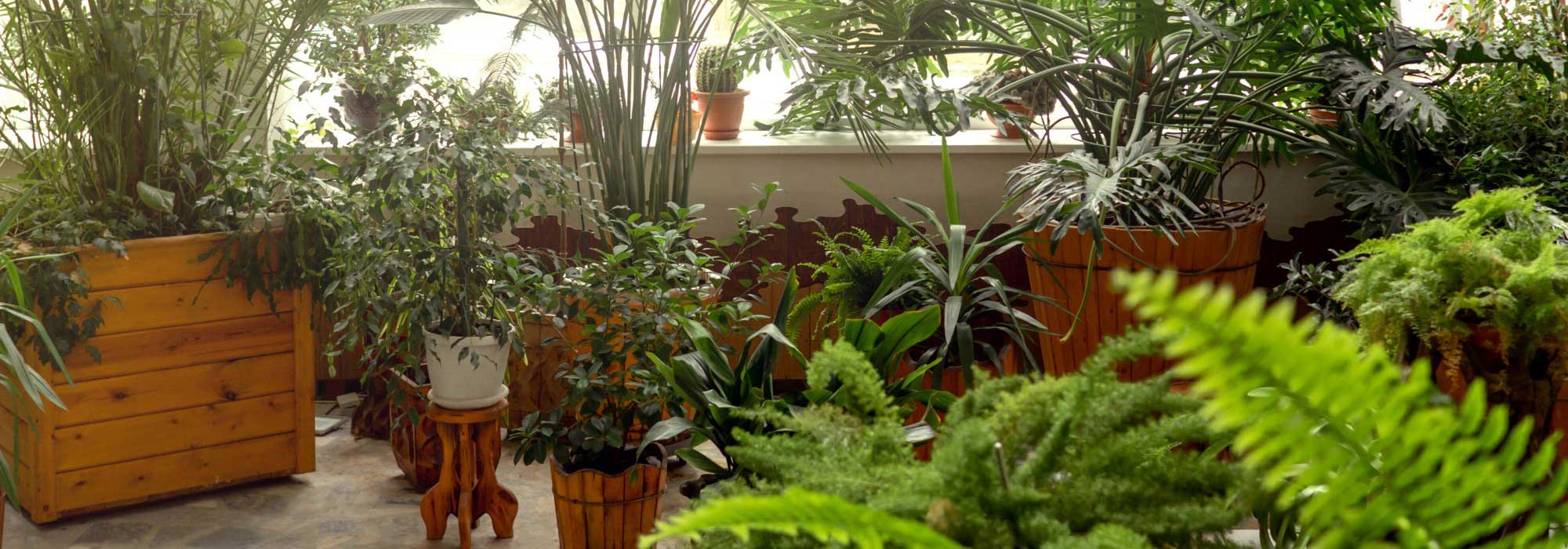 Plantas de interior: ¡adopta el estilo selva urbana en casa!