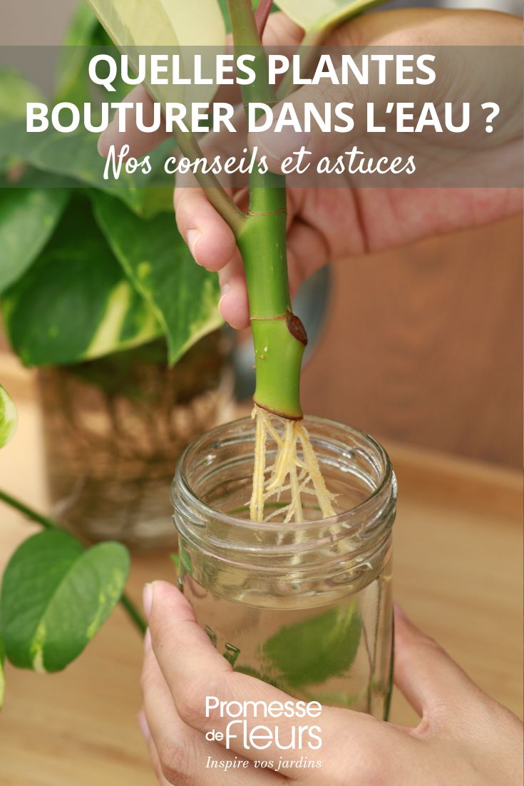 Esqueje de planta en agua