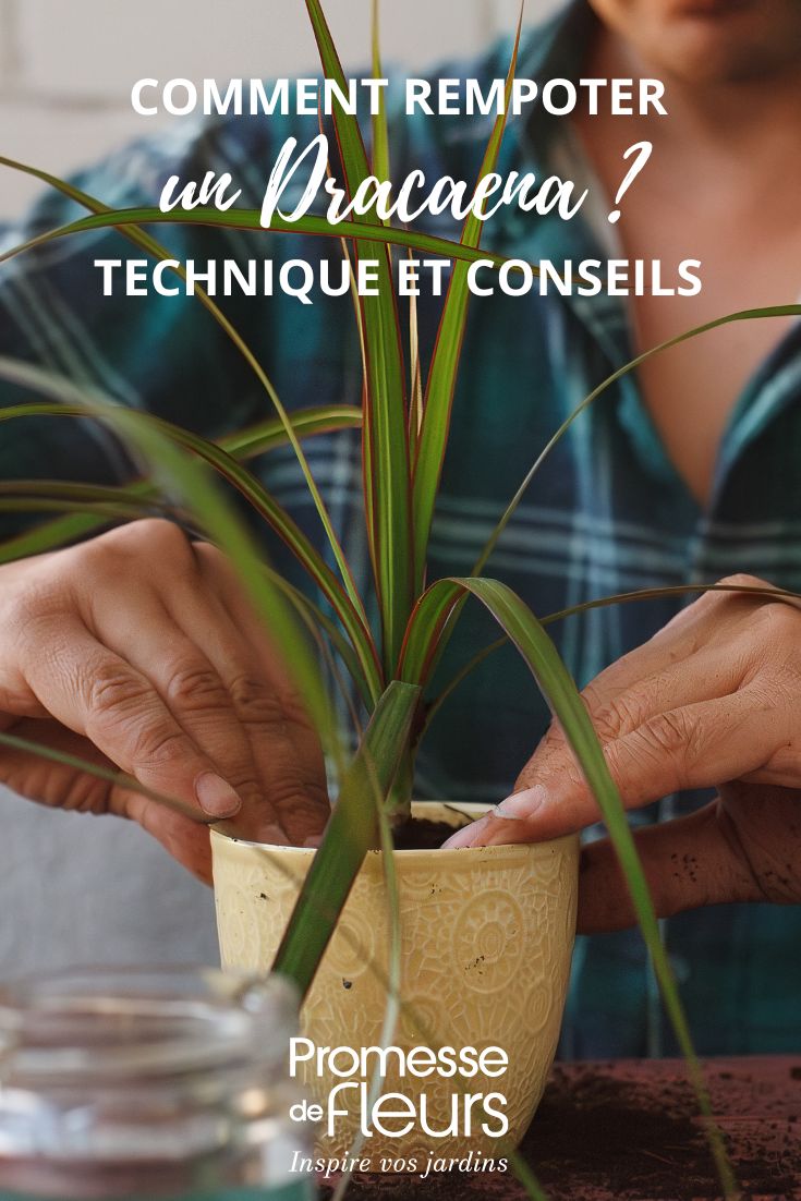 Trasplante de Dracaena