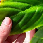 ¿Cómo salvar una planta verde de interior que está sufriendo?