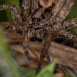 ¿Cómo atraer a las arañas beneficiosas a tu jardín?
