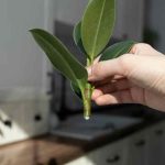 ¿Cómo hacer esquejes de ficus para multiplicar tu planta?