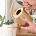 ¿Cómo regar las plantas verdes de interior?