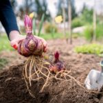 ¿Cómo plantar los bulbos de lirio?