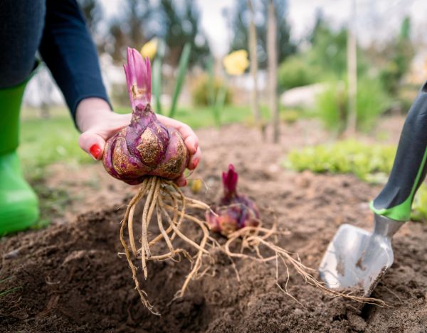¿Cómo plantar los bulbos de lirio?