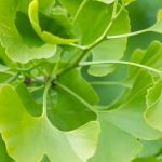 ¿Cómo cultivar un Árbol sagrado (Ginkgo biloba) en maceta?