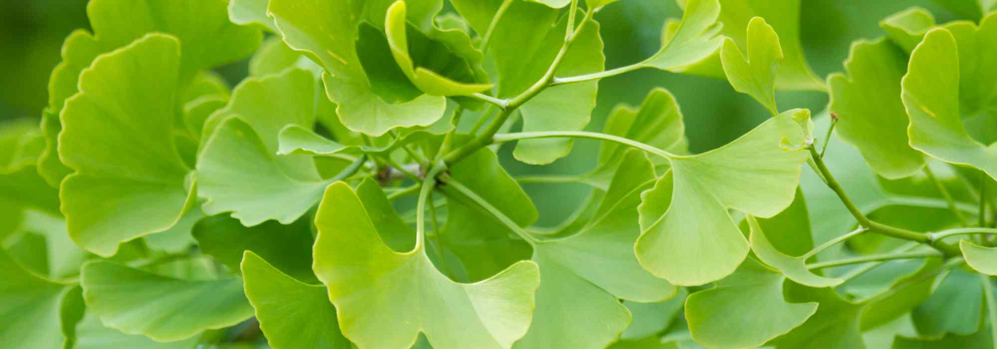 ¿Cómo cultivar un Árbol sagrado (Ginkgo biloba) en maceta?