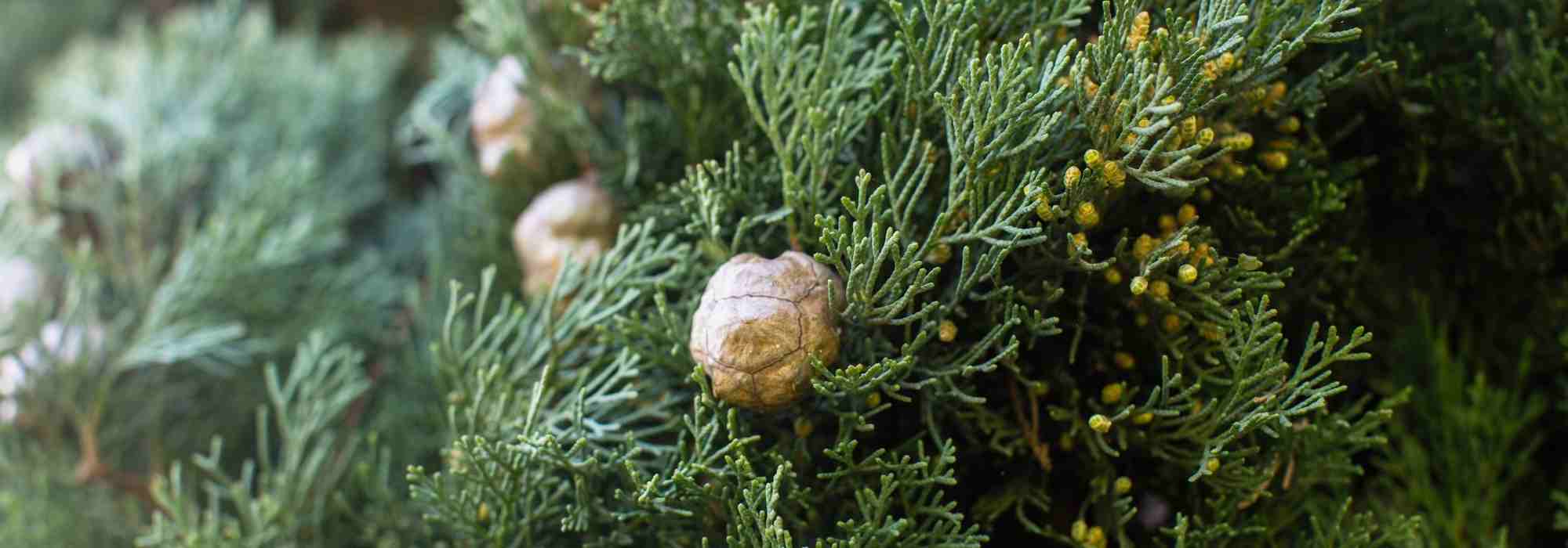 Cuidado del ciprés: riego y abono para un crecimiento vigoroso