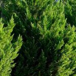 ¿Cómo cuidar una seto de ciprés para mantenerla densa y regular?