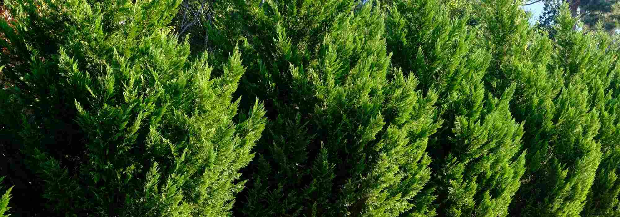 ¿Cómo cuidar una seto de ciprés para mantenerla densa y regular?