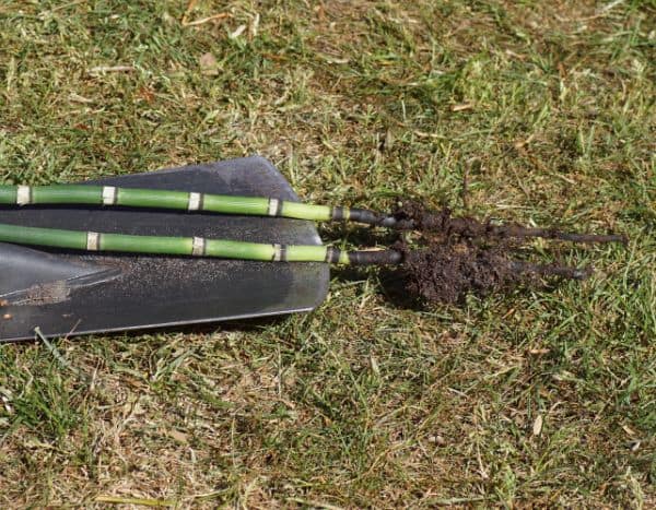 ¿Cómo multiplicar la prêle (Equisetum) en el jardín?