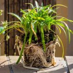 ¿Cómo multiplicar la Agapanthe?