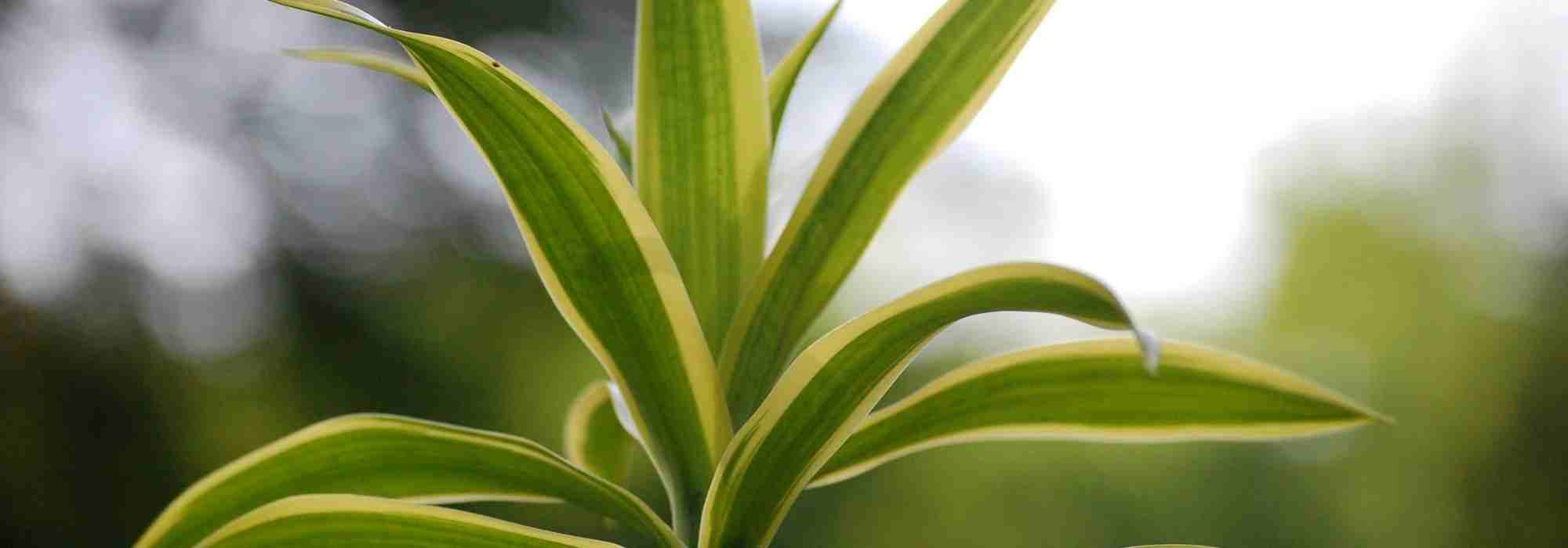 Dracaena: el cuidado a lo largo de las estaciones