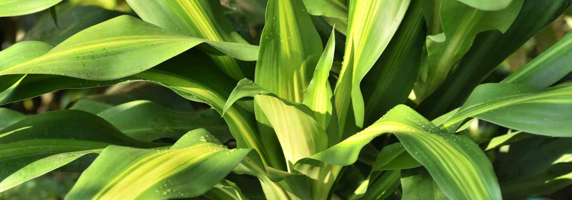 Mascotas y plantas de interior: los peligros del Dracaena